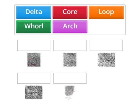 Image result for Fingerprint Matching Worksheet