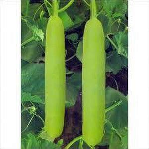 greenfarm Long Bottle gourd seeds , lauki , ghiya organic (255 seeds ...