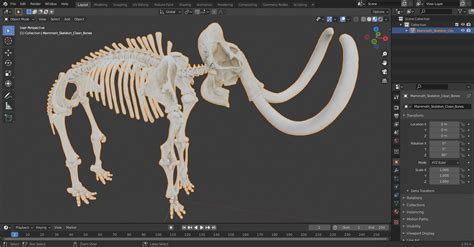3D Mammoth Skeleton Clean Bones model | 3D Molier International