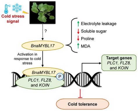 Cloning and Functional Characterization of Cold-Inducible MYB-like 17 ...