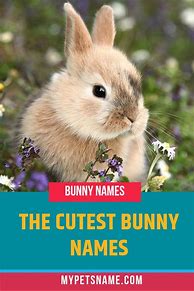 Image result for Cute Bunny Names List