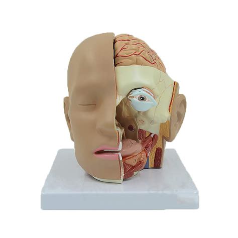 Buy Human Brain Anatomy Model, Sagittal Section Anatomy Of The Skull ...