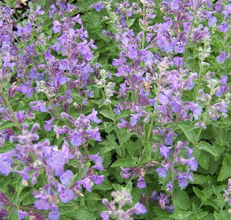 Nepeta racemosa 'Walkers Low' | Yellow House Heritage Perennials