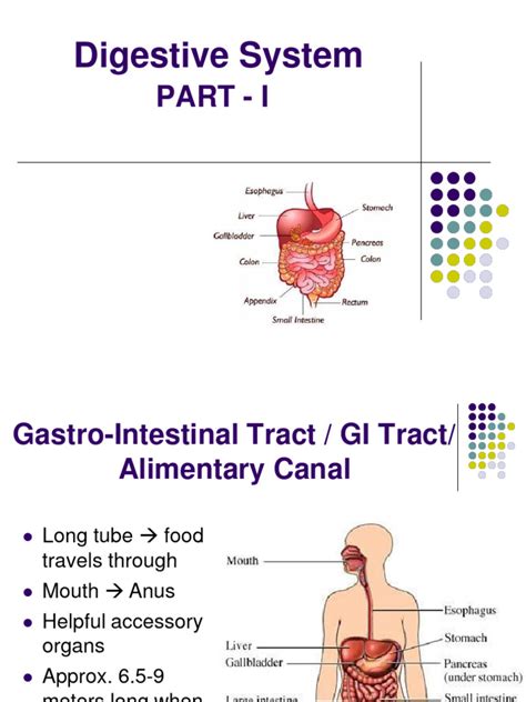 Image result for Digestive System Lecture