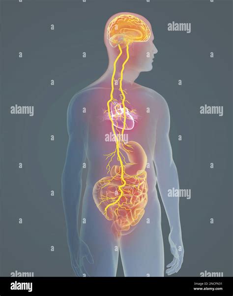 Vasovagal syncope, illustration Stock Photo - Alamy