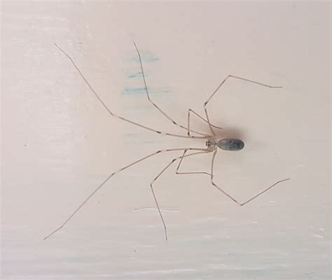 Long bodied cellar spider poisonous - positivevar