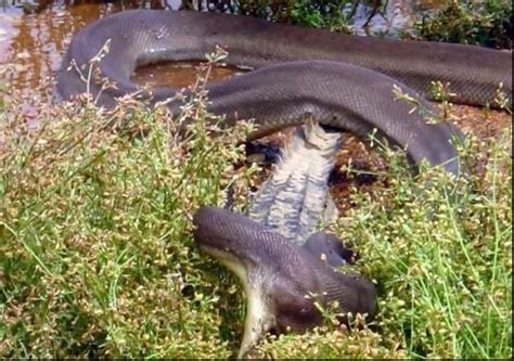 Image result for Swallowed Jackel Python
