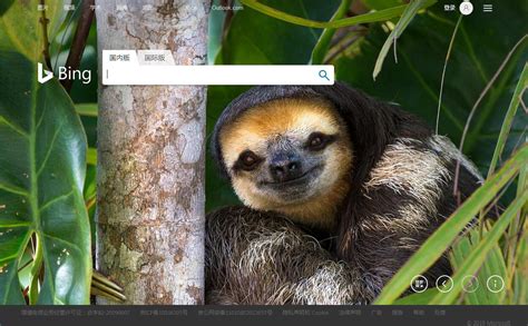 Bing搜索 的图像结果