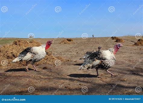 Flight of Turkeys in the Country Field Stock Photo - Image of feathery ...