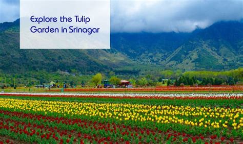 Srinagar Tulip Garden, Best Time to Visit Tulip Garden Festival
