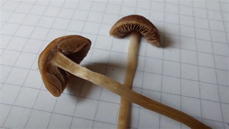 Panaeolina foenisecii – Heudüngerling ? - Pilzbestimmung u. Bestimmungshilfe - Pilzforum.eu