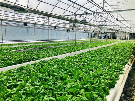 Commercial Farming 的图像结果