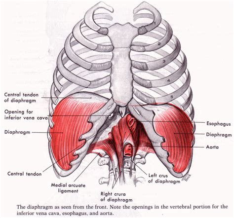 The Power of the Diaphragm - Part II - Yoga Medicine