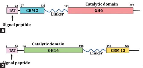 In silico perceptions in structural elucidation of Exo-ß-1,4-glucanase ...