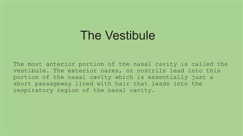 The Anatomy of the Nasal Cavity.pptx