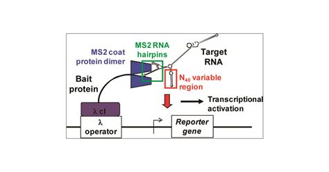 Small Activatingrna 的图像结果