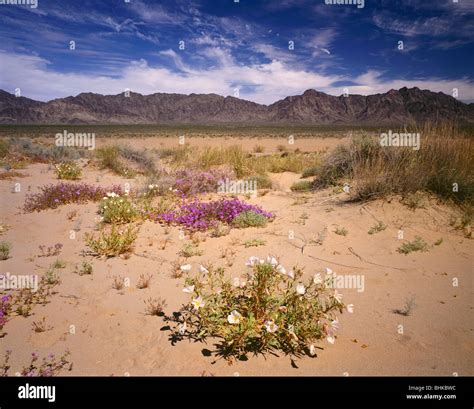 Blooming in dunes hi-res stock photography and images - Alamy