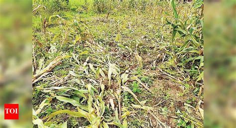 Elephants on the move in Uttara Kannada destroy crops | Mangaluru News ...