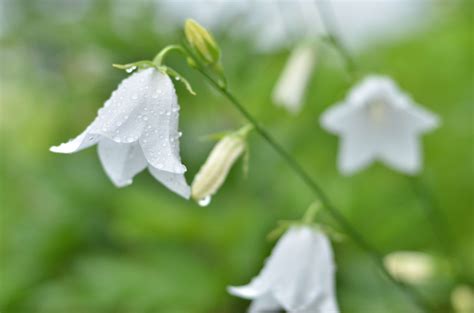 bell shaped flower, bellflower, campanula, grass, green, rain ...