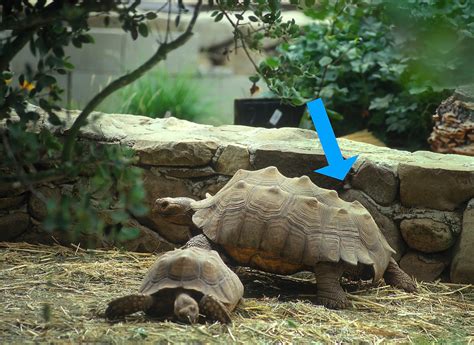 Tortoise Bottom Shell Fell Off 的图像结果