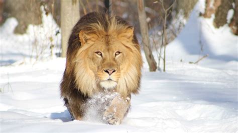 Download Snow Animal Lion HD Wallpaper