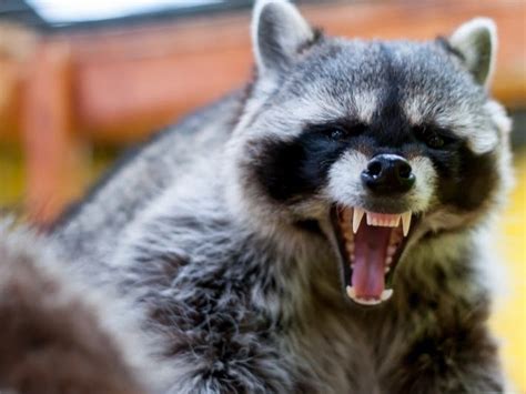 See related image detail. Rabid Raccoon Found For 2nd Time In A Month: Health Officials | Bowie ...