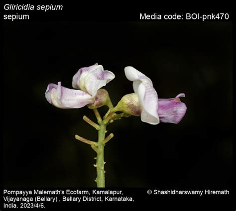 Gliricidia sepium | Butterfly