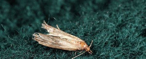 Image result for Cloth Moth Control