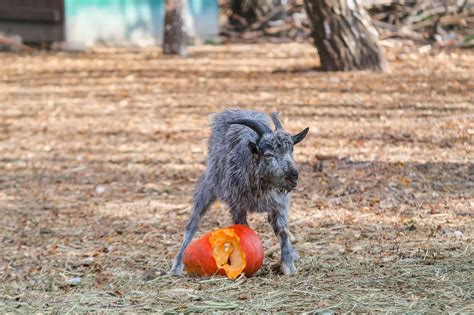 Can Goats Eat Pumpkin? (Diet Facts, Benefits, Risks and FAQs)