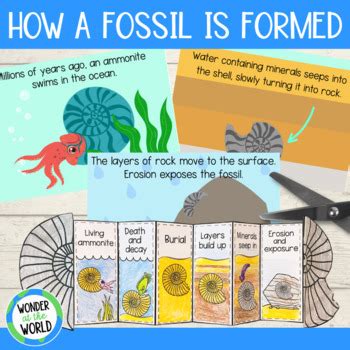 Image result for Fossil Formation Process Step 1