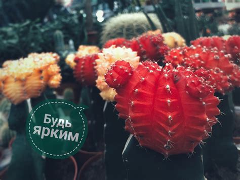 Free Images : brightness, cacti, red, yellow, thorn, cactus, flowering ...