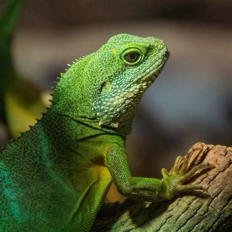 Chinese Water Dragon Free Stock Photo - Public Domain Pictures