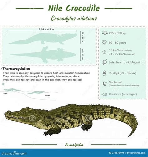 Chart Types Of Crocodiles