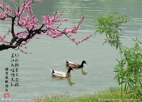 苏轼最著名也最有趣味的宋诗名句：“春江水暖鸭先知”