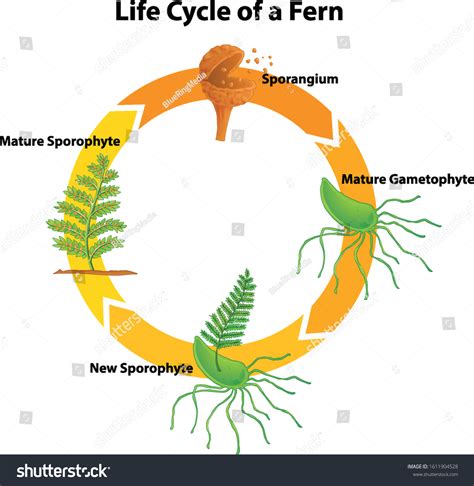 Diagram Showing Life Cycle Fern Illustration Arkivvektor (royaltyfri ...