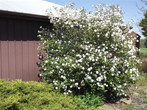 Viburnum × burkwoodii 'Compact Beauty' - Compact Beauty Burkwood ...
