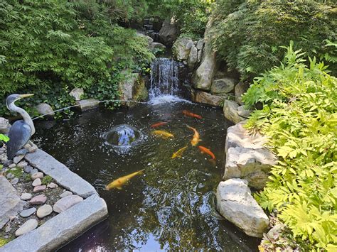 Do Koi Eat Lettuce