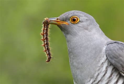 What Bird Eats Insects: Top Insect-Eating Birds You Must Know - Birds