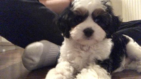 10 Week Old Cavapoo 的图像结果