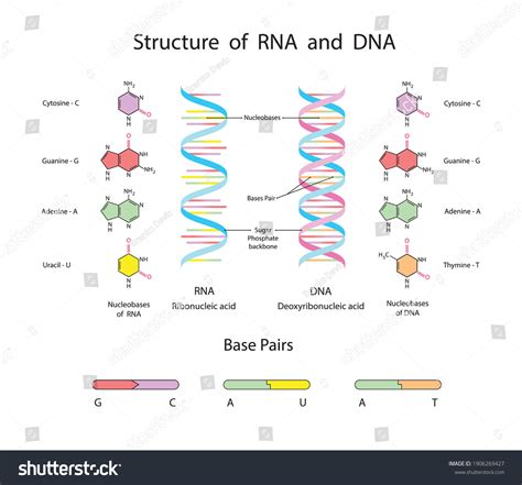 RNA 的图像结果