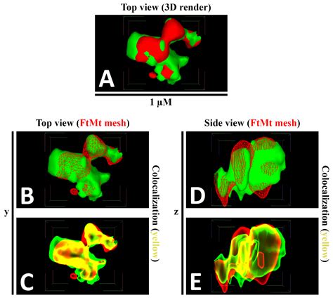 Optimization of 3D Immunofluorescence Analysis and Visualization Using IMARIS and MeshLab
