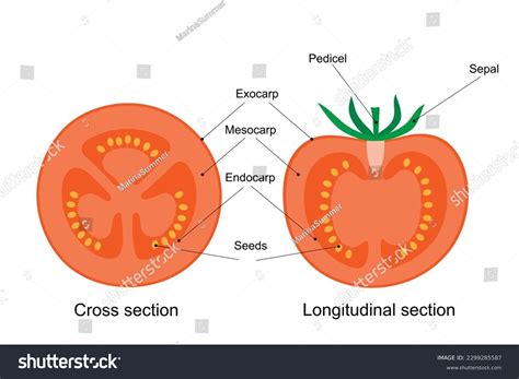 6.555 Fruit cross section vector Gambar, Foto Stok & Vektor | Shutterstock
