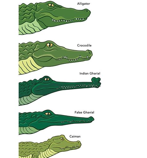 Difference Between Crocodile Alligator And Caiman at Jasper Rae blog