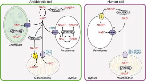 NAD(H) and NADP(H) in plants and mammals: Molecular Plant