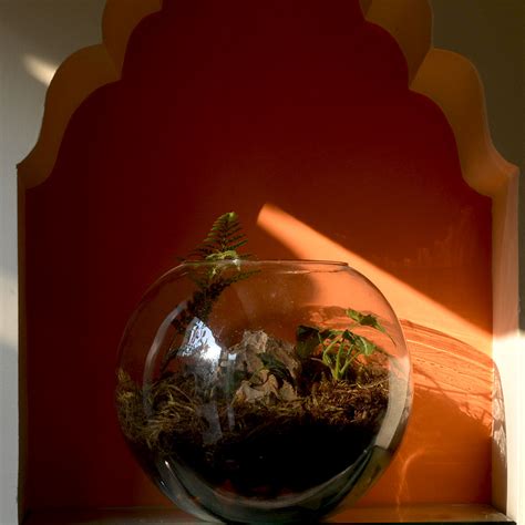 Goosefoot in a Forest Terrarium Kit