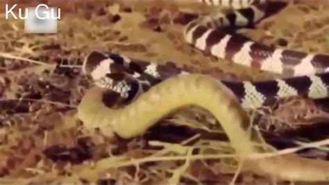 Image result for Rock Python vs Anaconda