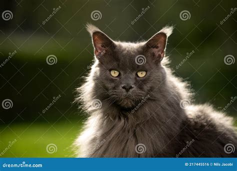 Gray Maine Coon Cat Outdoors Portrait in Backlight Stock Photo - Image ...