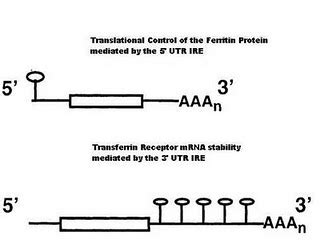 Iron Homeostatis and Cytoplasmic Control of Gene Expression | amy ...