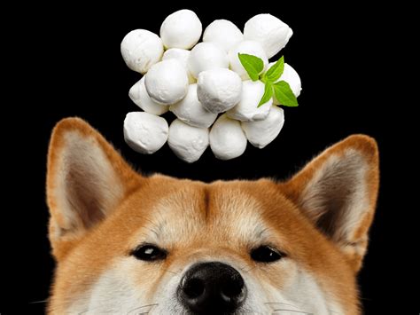 Can Dogs Eat Mozzarella Cheese? Is Mozzarella Cheese Safe For Dogs ...