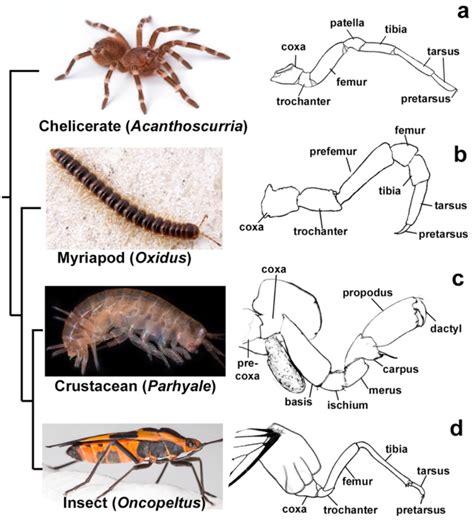 Invertebrates Arthropods Examples